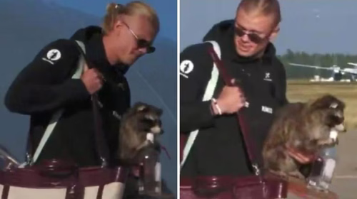 VIDEO Haaland, che fai? Sbarca in Norvegia con un procione imbalsamato